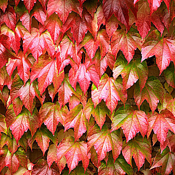 墙壁,红色,绿色,秋叶