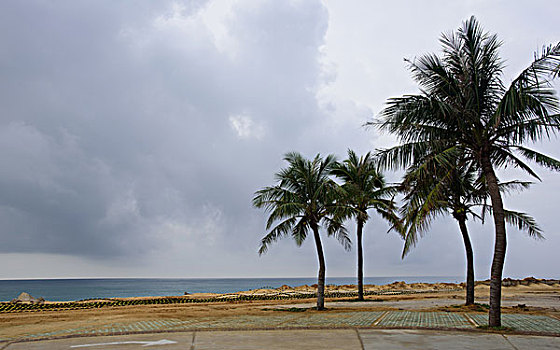 海边椰林