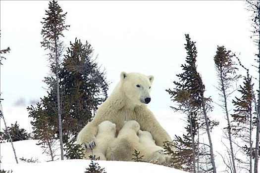 北极熊,三个,老,幼兽,哺乳,休息,母兽,白云杉,脆弱,瓦普斯克国家公园,曼尼托巴,加拿大