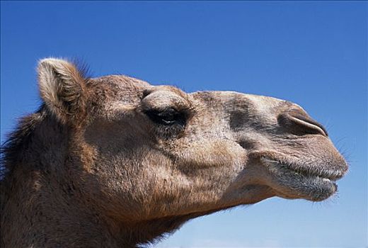 肖像,骆驼,比赛,稳定,边缘,瓦希伯沙漠