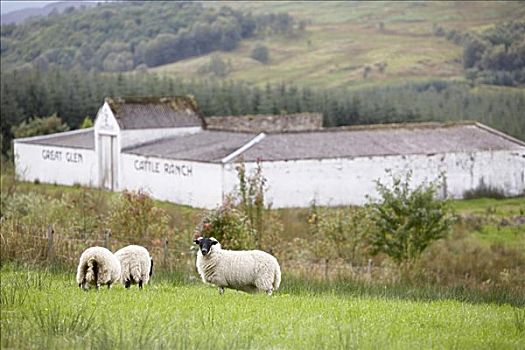 绵羊,草场,苏格兰