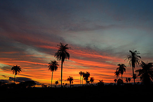 棕榈树,逆光,日落,靠近,鲣,巴西,南美