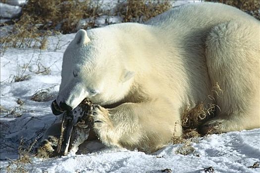 北极熊,幼小,咀嚼,头骨,丘吉尔市,曼尼托巴,加拿大