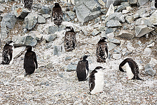 帽带企鹅,南极企鹅,群,半月,岛屿,欺骗岛,南极