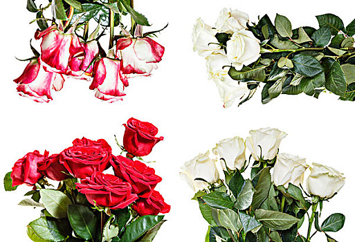 多样,玫瑰花束,隔绝,白色背景