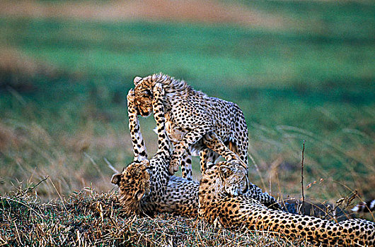 印度豹,猎豹,玩,马赛马拉,公园,肯尼亚