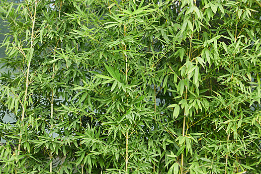 北京紫竹园公园里的竹子