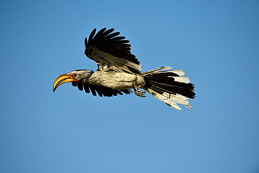 南方,犀鸟,飞行,埃托沙国家公园,纳米比亚,非洲