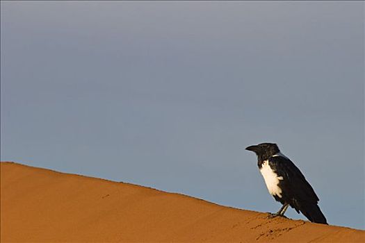 沙丘,死亡谷,纳米布沙漠,纳米比亚,非洲