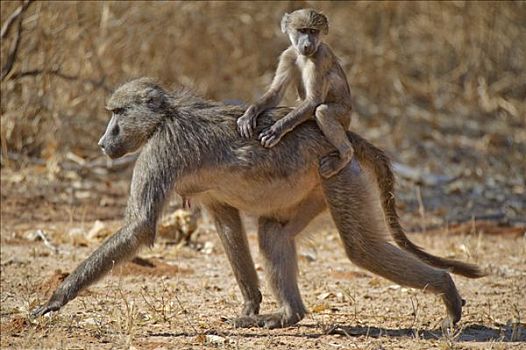南非大狒狒,狒狒,豚尾狒狒,年轻,禁猎区,纳米比亚,非洲