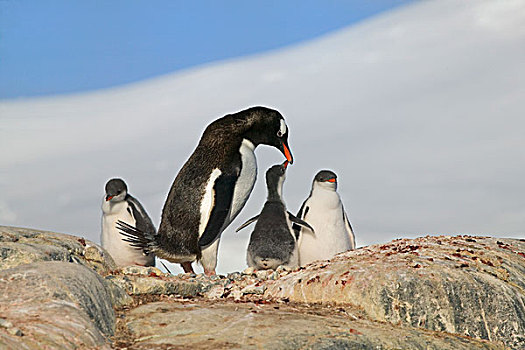 巴布亚企鹅,母亲,湾,南极