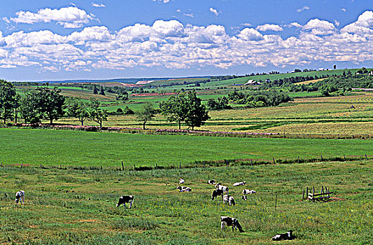黑白花牛,乳业,母牛,新斯科舍省,加拿大