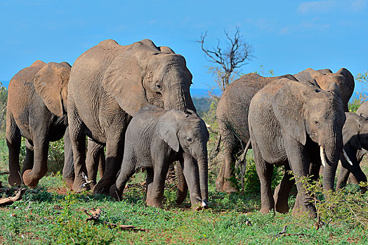 牧群,非洲,灌木,大象,非洲象,移动,克鲁格国家公园,南非