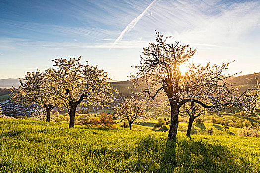 樱桃树,开花,牧场,日出,太阳,春天,阿尔皋,瑞士