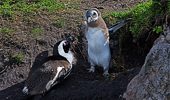 黑脚企鹅,非洲企鹅,成年,幼禽,巢穴,入口,湾,南非