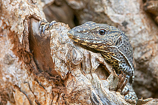巨蜥,巨蜥属,向外看,树,洞,斯里兰卡,国家公园
