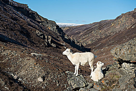 野大白羊,母羊,羊羔,德纳里峰国家公园,阿拉斯加,美国,北美