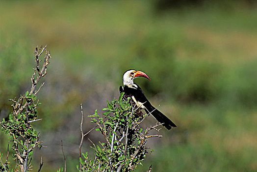 肯尼亚,红嘴犀鸟,栖息,树上