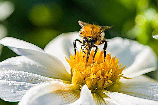 普通,蜜蜂,收集,花蜜,大丽花,花,萨克森,德国,欧洲