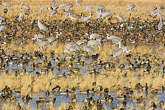 沙丘鹤,野鸭,绿头鸭,喂食,湿地,庄稼地,栖息地,博斯克德尔阿帕奇,新墨西哥