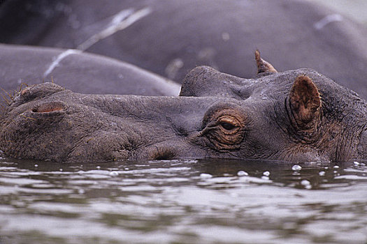 乌干达,伊丽莎白女王国家公园,河马,水中