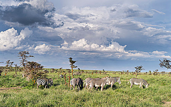 细纹斑马,平原斑马,马,斑马,肯尼亚,非洲,野生,濒危物种