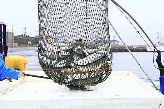 三文鱼,渔网