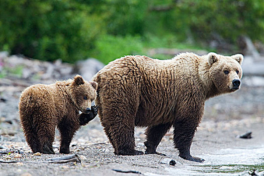 大灰熊,棕熊,母亲,幼兽,秋天,阿拉斯加