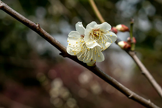 梅花香,自苦寒