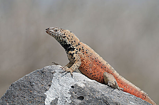 火山岩,蜥蜴,满,饲养,彩色,加拉帕戈斯群岛,厄瓜多尔