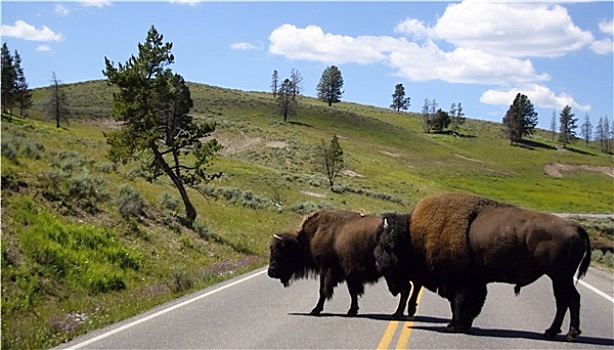 两个,野牛,路线,黄石国家公园