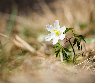 漂亮,小,白色,白头翁,银莲花,站立,春天