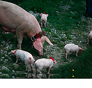 猪,小猪,放牧,土地,瑞士