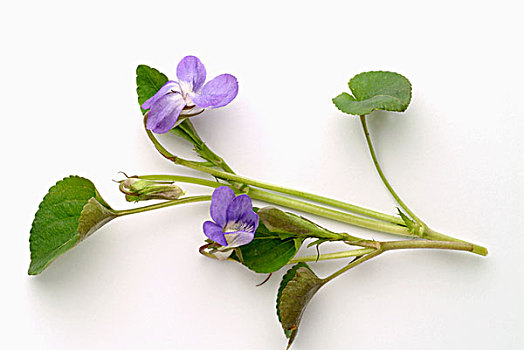 紫罗兰,茎,叶子,花
