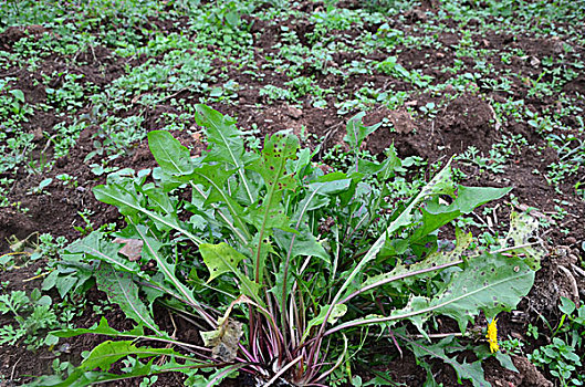 蒲公英,中药材,植物,野菜,蔬菜,生长期