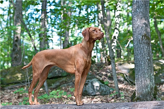 维希拉猎犬,狗,站立,原木