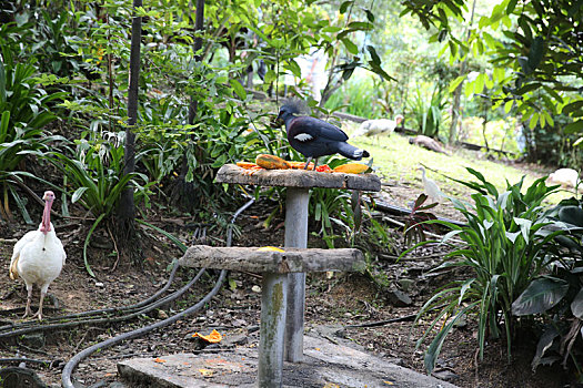马来西亚吉隆坡中央公园雀鸟公园