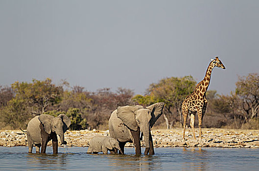 非洲象,母牛,两个,幼兽,水潭,雄性,南非,长颈鹿,后面,等待,转,饮料,埃托沙国家公园,纳米比亚,非洲