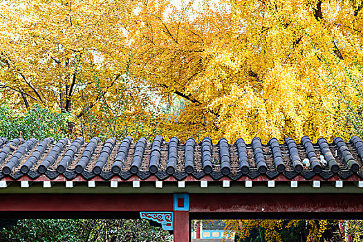 深秋的南京师范大学