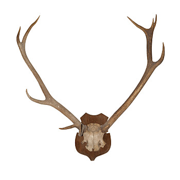 鹿角,动物,有角,隔绝,白色背景