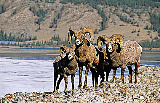 大角羊,公羊,艾伯塔省,加拿大
