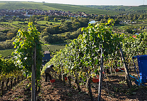 葡萄丰收,后面,弗兰克尼亚,巴伐利亚,德国,欧洲