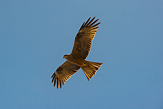 鸢,马达加斯加,非洲
