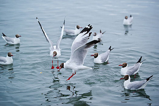 青海湖红嘴鸥