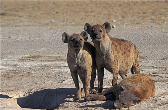 鬣狗,家族,斑鬣狗,安伯塞利国家公园,肯尼亚