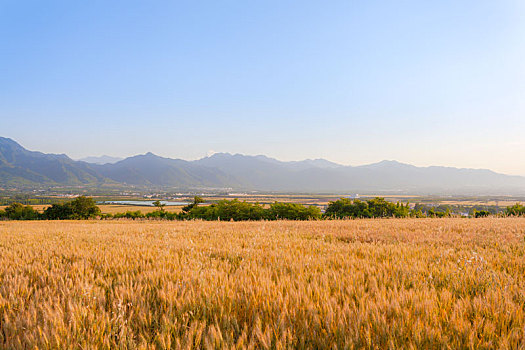 麦田,麦子