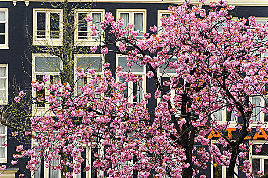花,日本,樱桃树,阿姆斯特丹,荷兰