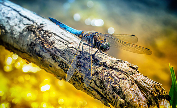 蜻蜓,蓝色,箭头,枝条,微距
