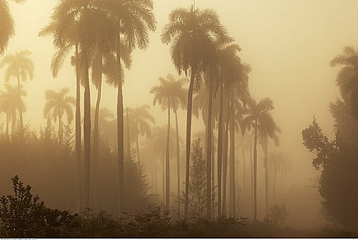 棕榈树,小树林,古巴