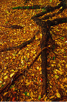 秋叶,树,根部